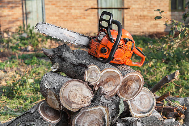 Best Dead Tree Removal  in Marble Falls, TX